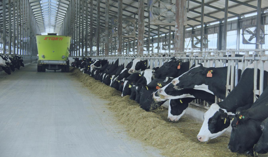 北京大學南南合作與發(fā)展學院教授、全球伙伴關系主任周詠梅一行蒞臨花花牛平輿瑞亞牧業(yè)參觀調(diào)研 北京大學南南合作與發(fā)展學院教授、全球伙伴關系主任周詠梅一行蒞臨花花牛平輿瑞亞牧業(yè)參觀調(diào)研