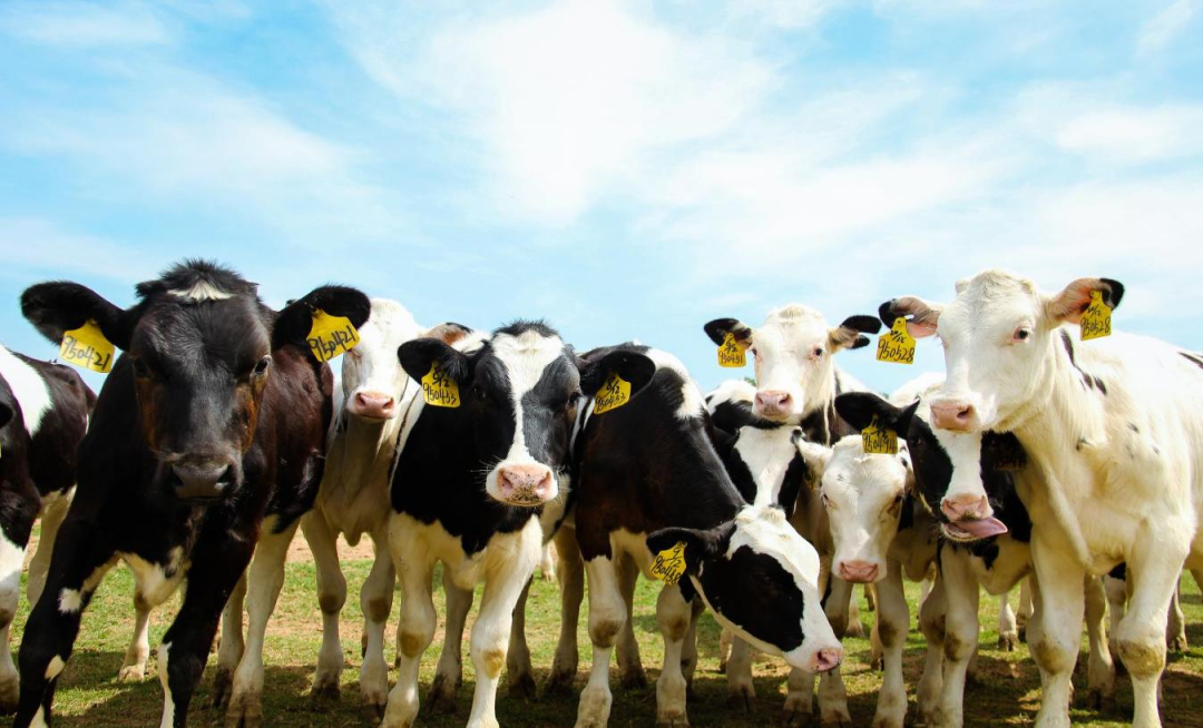 北京大學南南合作與發(fā)展學院教授、全球伙伴關系主任周詠梅一行蒞臨花花牛平輿瑞亞牧業(yè)參觀調(diào)研 北京大學南南合作與發(fā)展學院教授、全球伙伴關系主任周詠梅一行蒞臨花花牛平輿瑞亞牧業(yè)參觀調(diào)研