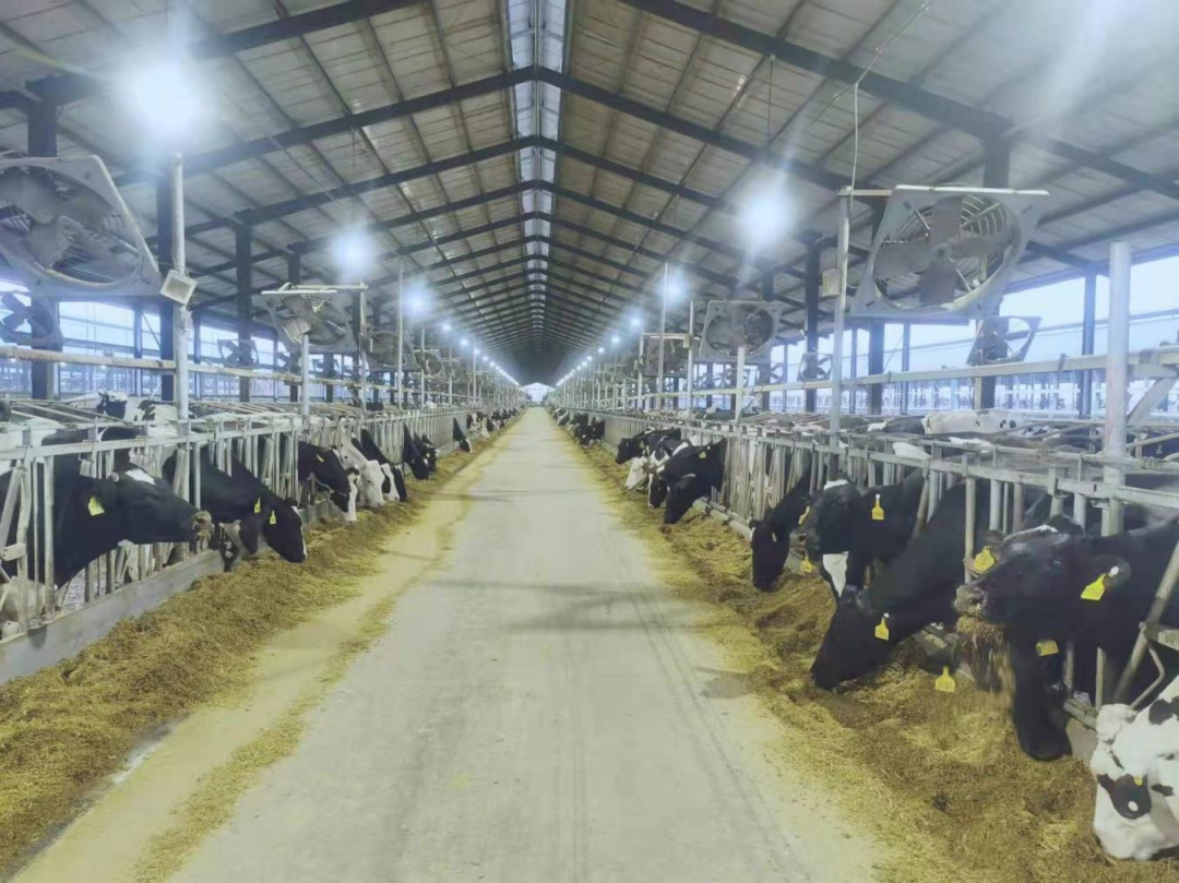 北京大學南南合作與發(fā)展學院教授、全球伙伴關系主任周詠梅一行蒞臨花花牛平輿瑞亞牧業(yè)參觀調(diào)研 北京大學南南合作與發(fā)展學院教授、全球伙伴關系主任周詠梅一行蒞臨花花牛平輿瑞亞牧業(yè)參觀調(diào)研