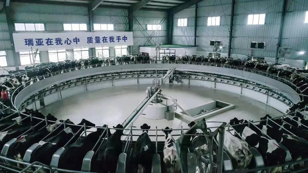 花花牛丨國家奶牛產(chǎn)業(yè)技術體系首席科學家、中國農(nóng)業(yè)大學教授李勝利一行蒞臨花花牛魯山瑞亞參觀調研 花花牛丨國家奶牛產(chǎn)業(yè)技術體系首席科學家、中國農(nóng)業(yè)大學教授李勝利一行蒞臨花花牛魯山瑞亞參觀調研