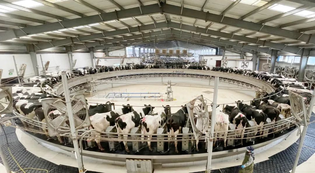 凝心聚力·贏創(chuàng)未來 | 花花牛乳業(yè)集團(tuán)召開營銷、養(yǎng)殖及飼料經(jīng)營工作會(huì)議 凝心聚力·贏創(chuàng)未來 | 花花牛乳業(yè)集團(tuán)召開營銷、養(yǎng)殖及飼料經(jīng)營工作會(huì)議