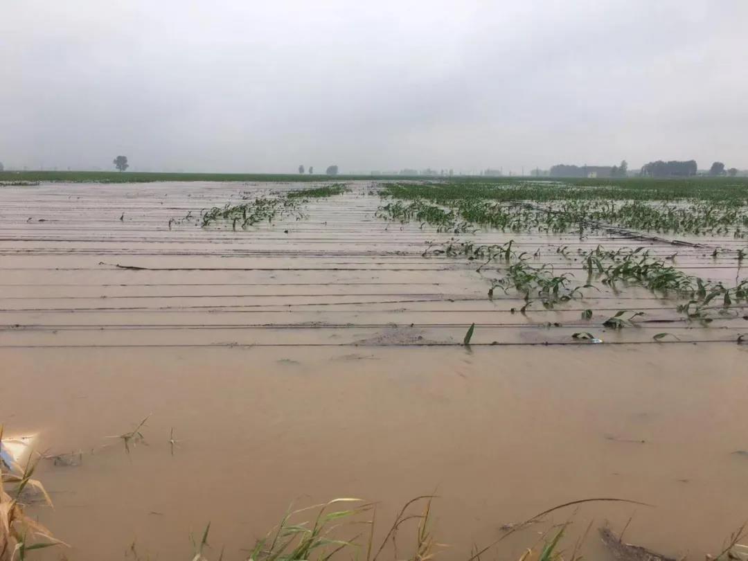 【乳報·聚焦】“豫”難而上的中原牛人“太中了”！