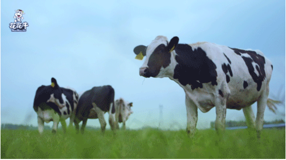 河南省高級人民法院院長胡道才一行蒞臨花花牛乳業(yè)集團開展“萬人助萬企”活動 助力企業(yè)發(fā)展 河南省高級人民法院院長胡道才一行蒞臨花花牛乳業(yè)集團開展“萬人助萬企”活動 助力企業(yè)發(fā)展