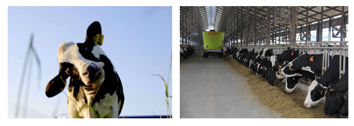 榮譽 | 2019年度河南省美麗牧場名單新鮮出爐 花花牛乳業集團旗下六個牧場榜上有名 榮譽 | 2019年度河南省美麗牧場名單新鮮出爐 花花牛乳業集團旗下六個牧場榜上有名